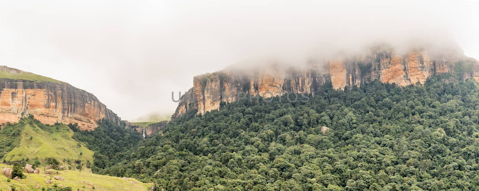 The Gudu Forest with the Gudu falls in the back near Mahai in the Kwazulu-Natal Drakensberg