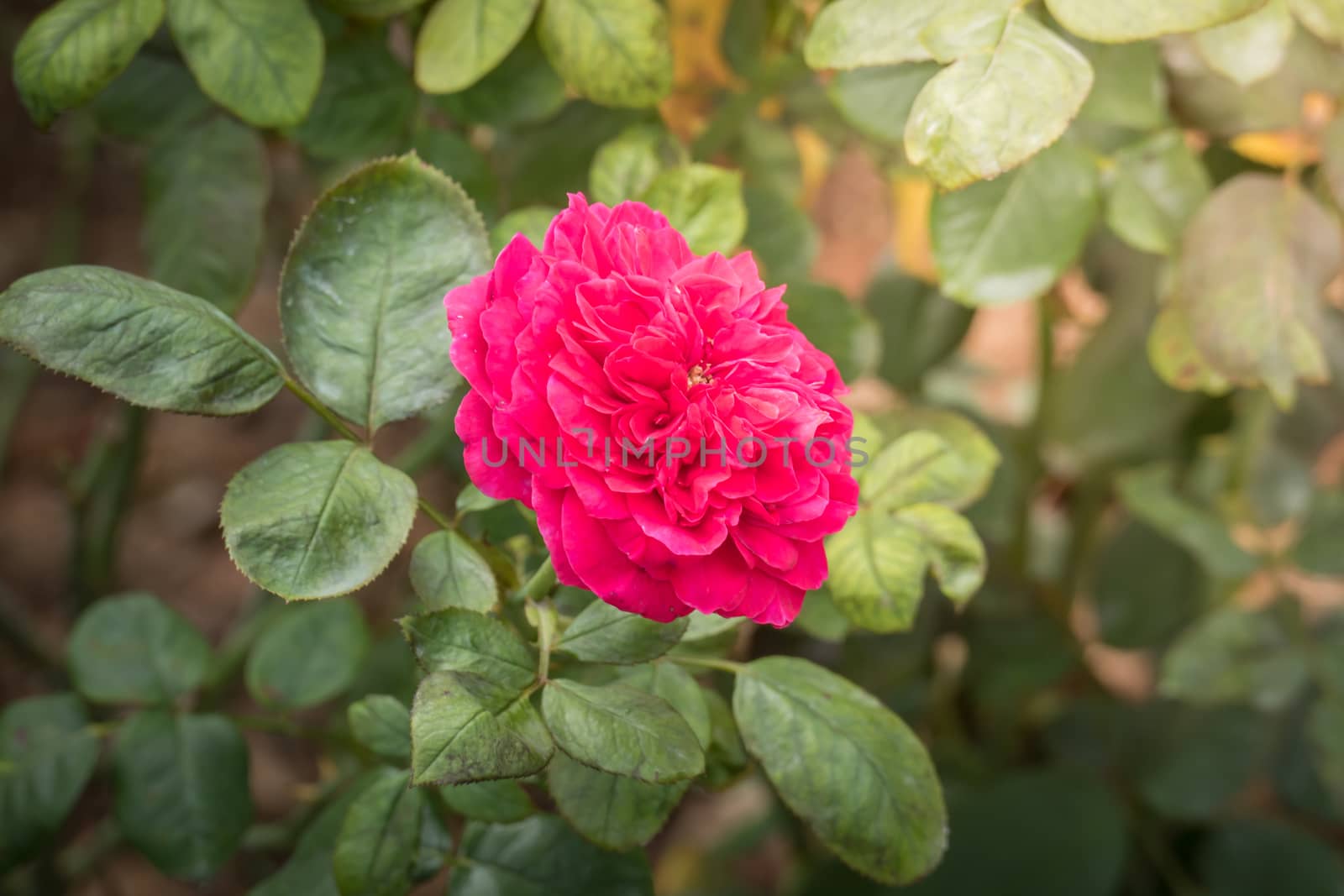 Roses in the garden, Roses are beautiful with a beautiful sunny day.