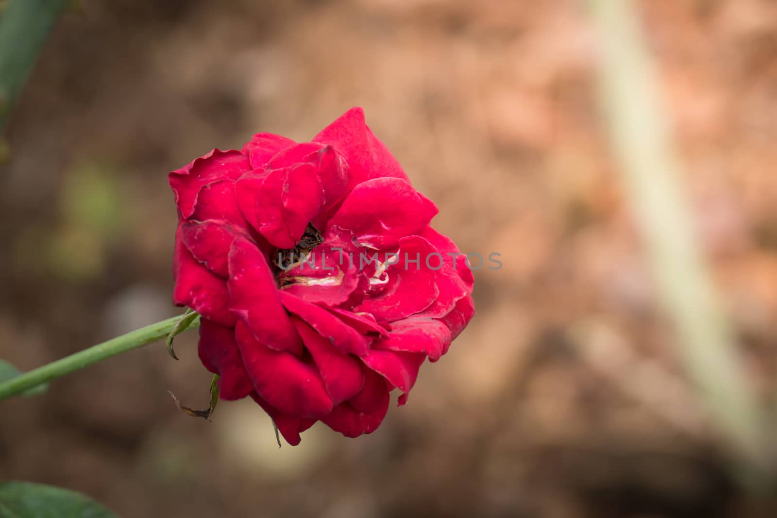 Roses in the garden, Roses are beautiful with a beautiful sunny day.