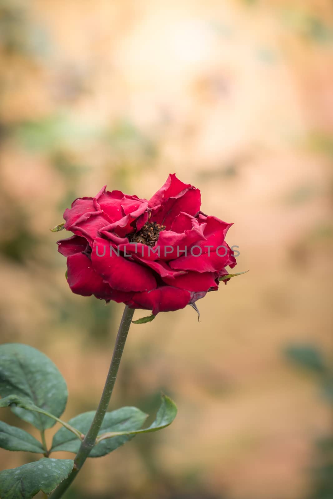 Roses in the garden  by teerawit