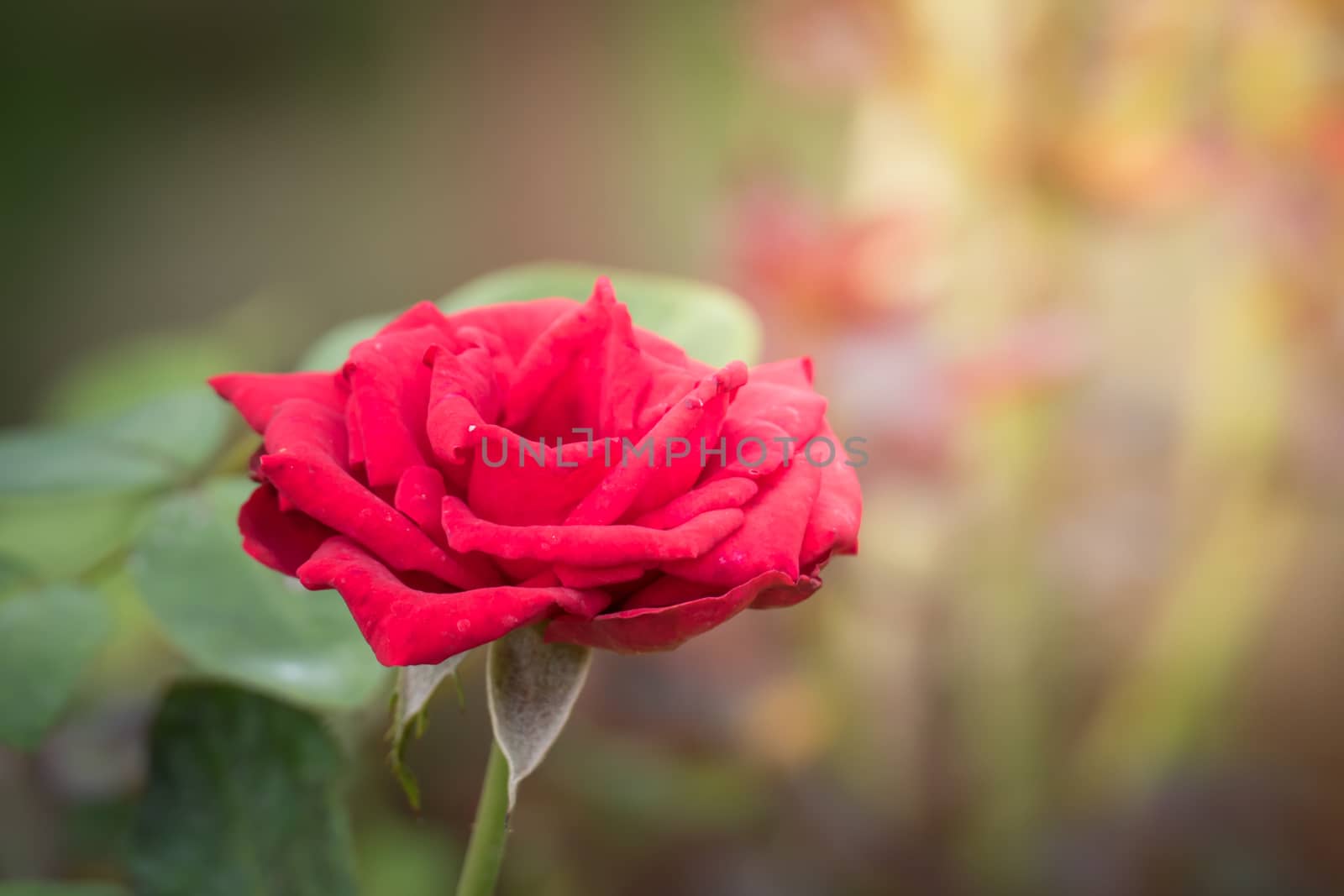 Roses in the garden  by teerawit