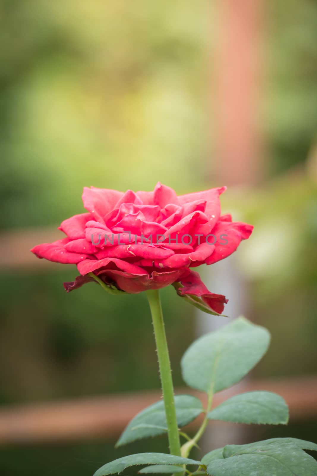 Roses in the garden, Roses are beautiful with a beautiful sunny day.