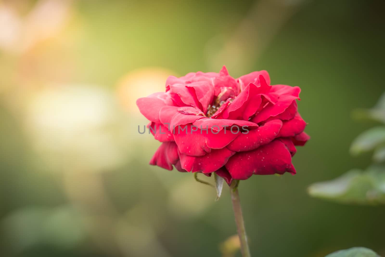 Roses in the garden  by teerawit