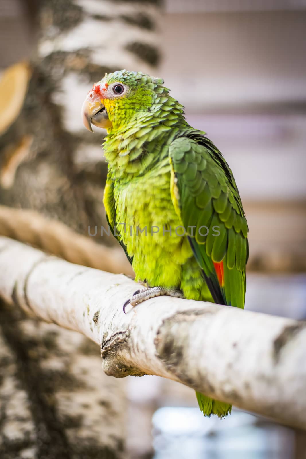 A parrot at zoo by furzyk73