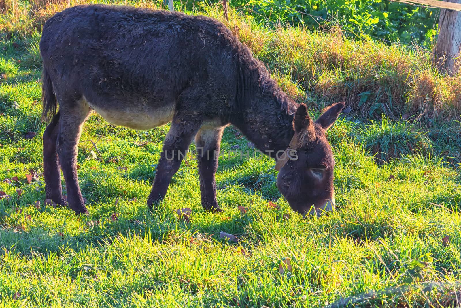 Donkeys on a mountain meadow in the Alps while grazing
