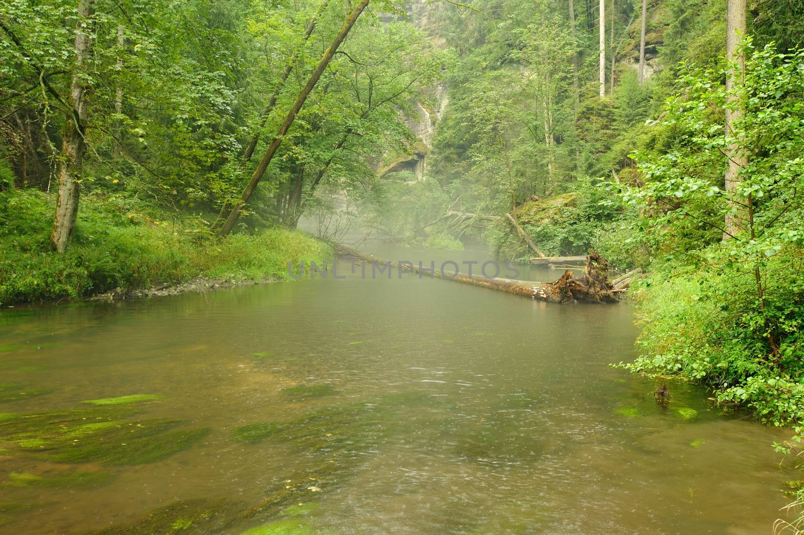 Small River flowing through a green forest in rain and fog