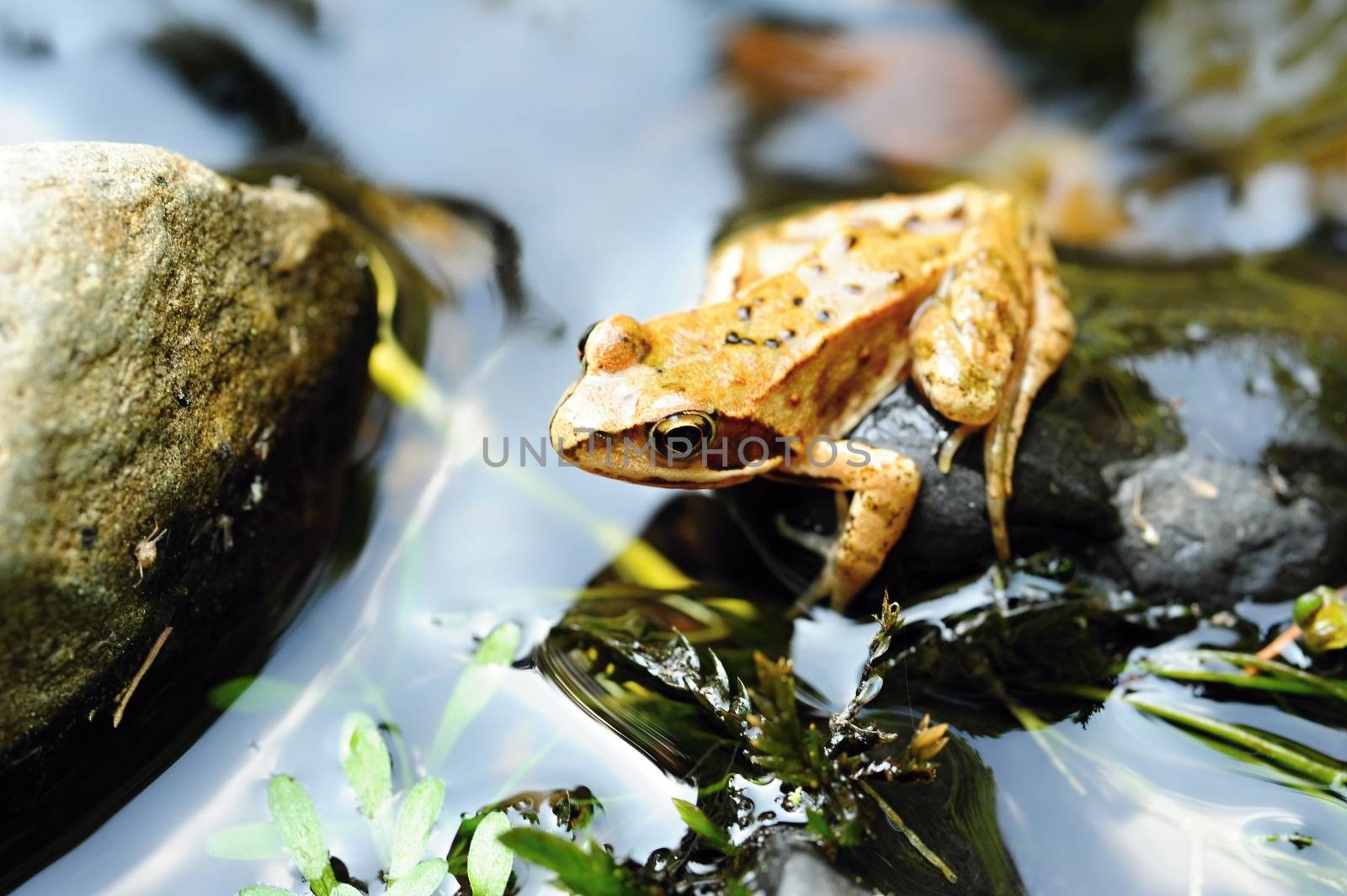 Beautiful little brown frog lying by the river