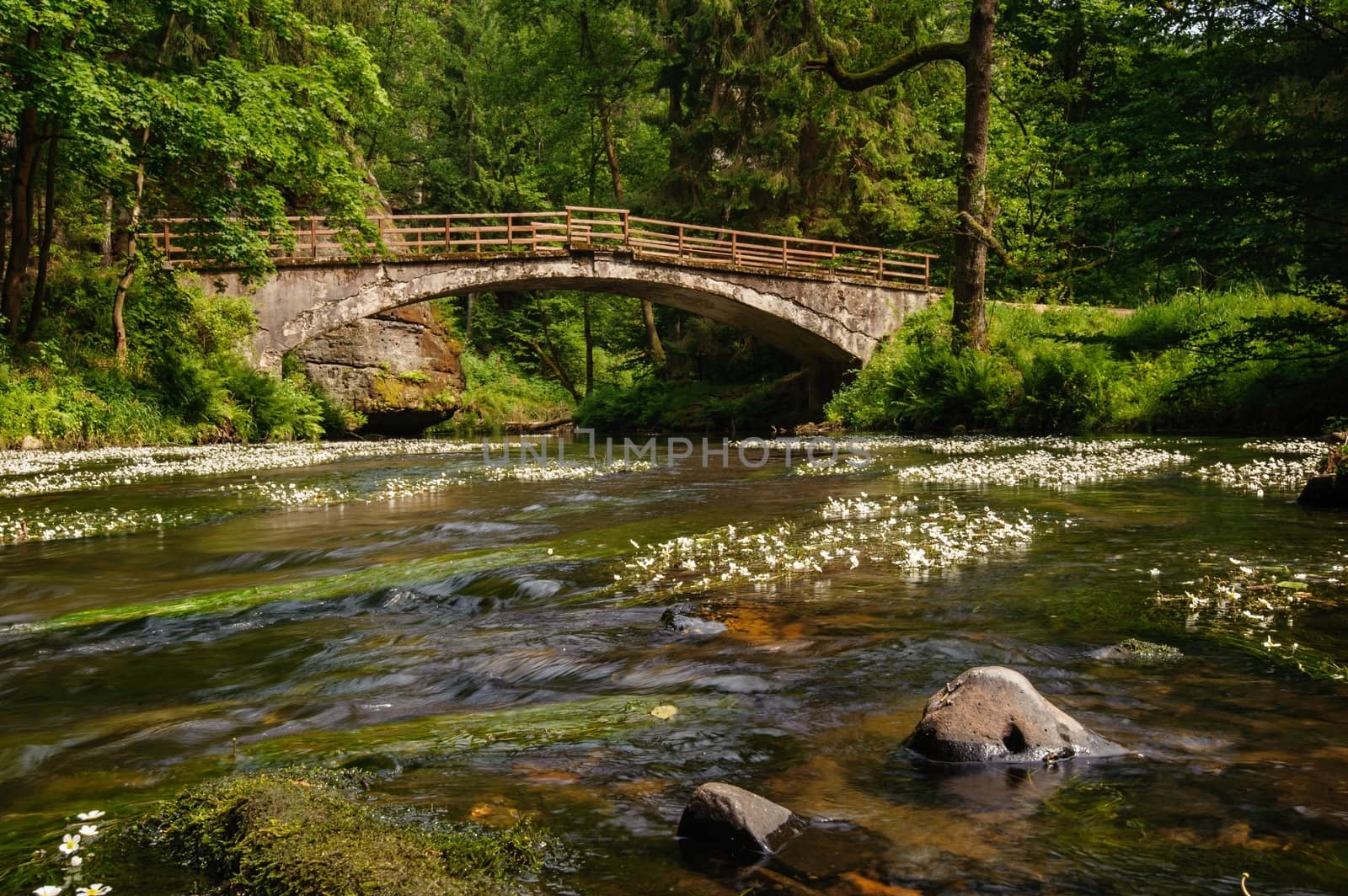 Old bridge over the river Kamenice with plants in Bohemia