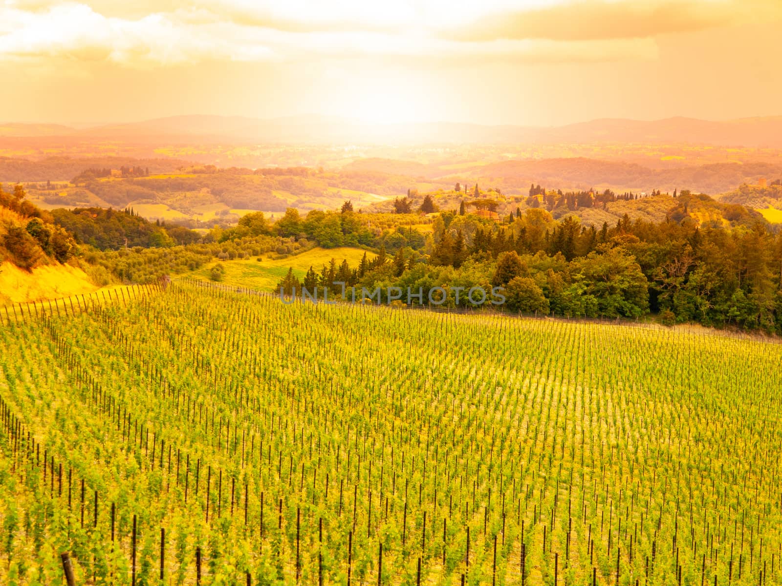 Vineyards of Chianti. Warm sunset in beautiful Tuscan landscape, Italy.