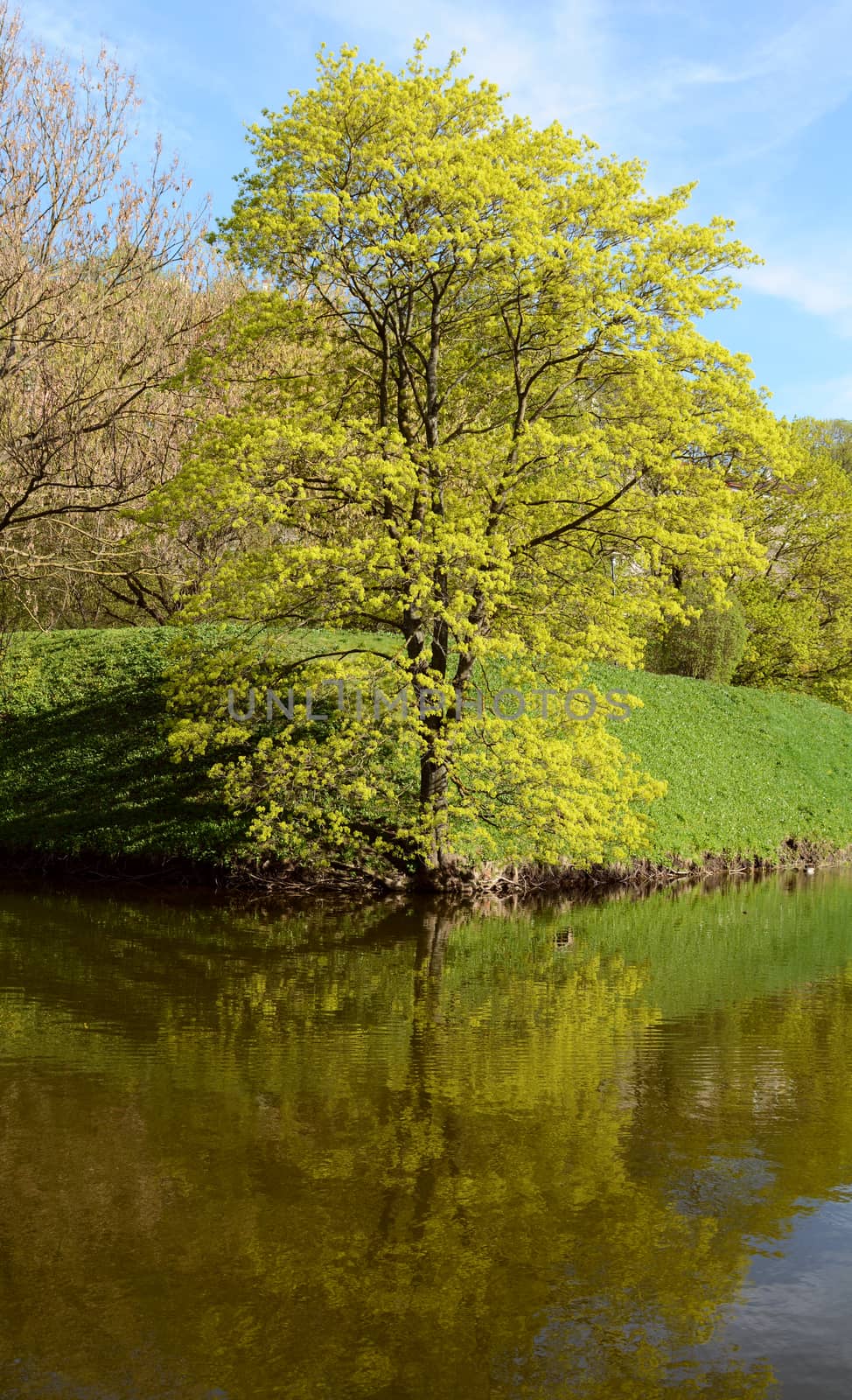 Tall tree with new lush green foliage is reflected in a pond below in Tallinn, Estonia on a bright spring day