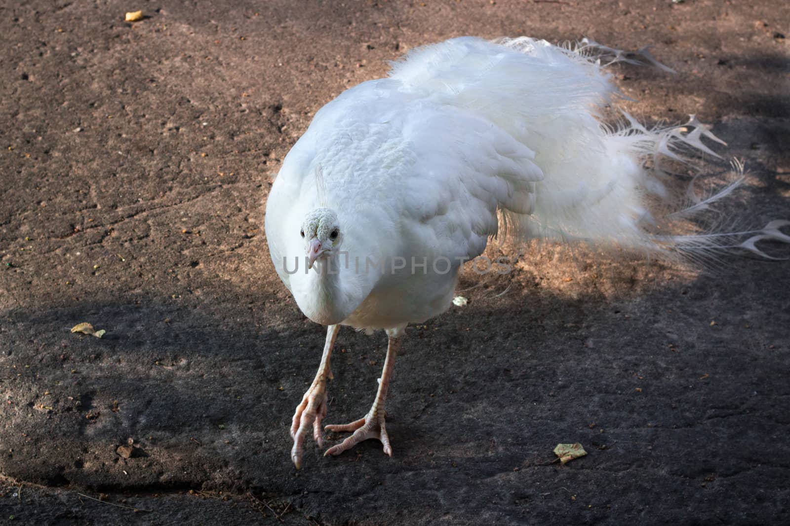 Snow-white bird peafowl peahen with crown runs on ground in zoo