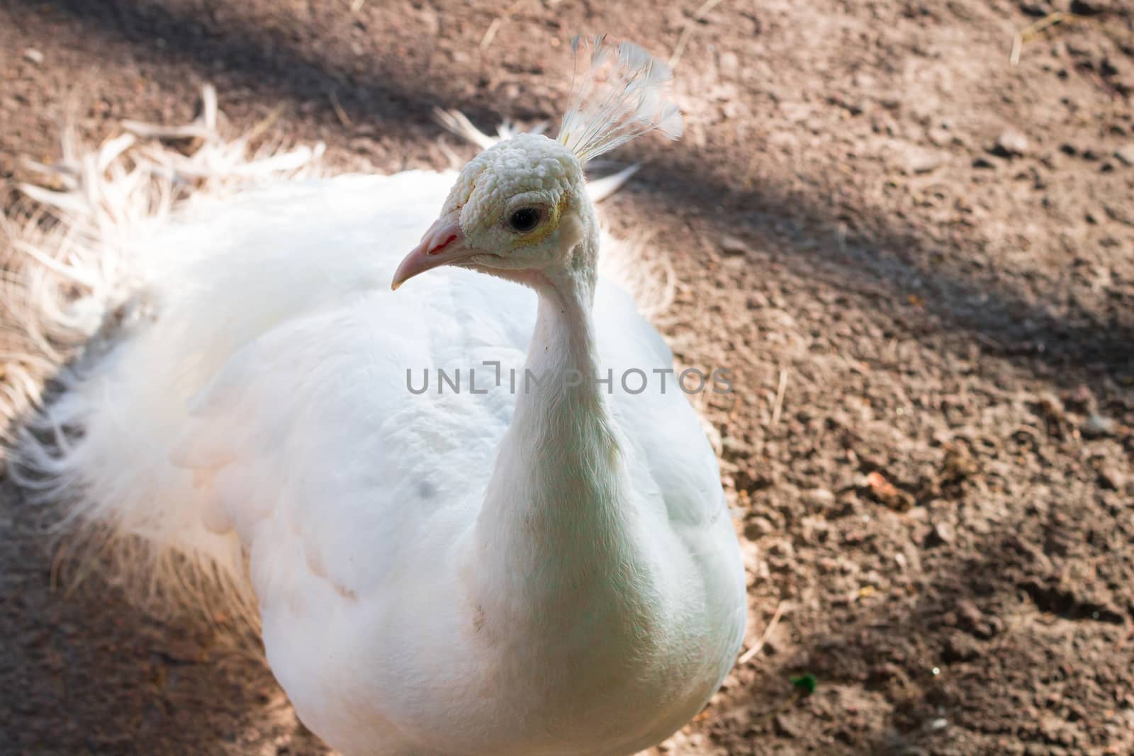 Close-up portrait of snow-white bird peafowl peahen with feather crown on head