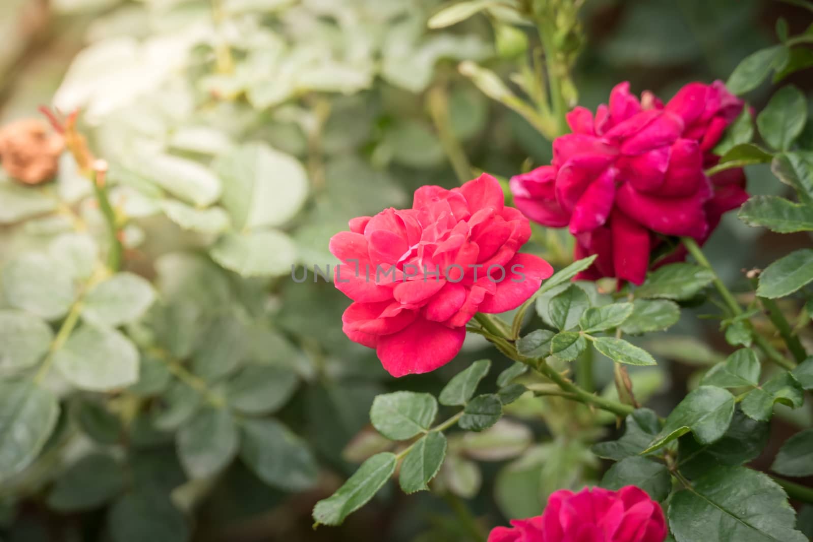 Roses in the garden, Roses are beautiful with a beautiful sunny day.