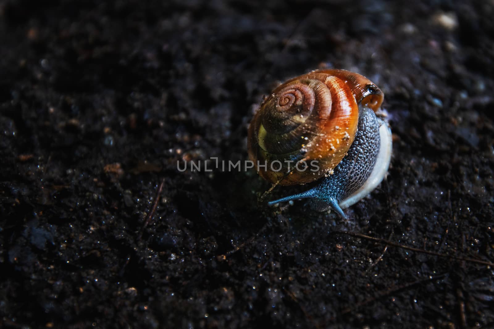 Close up of snail on dark soil in the woods, forest