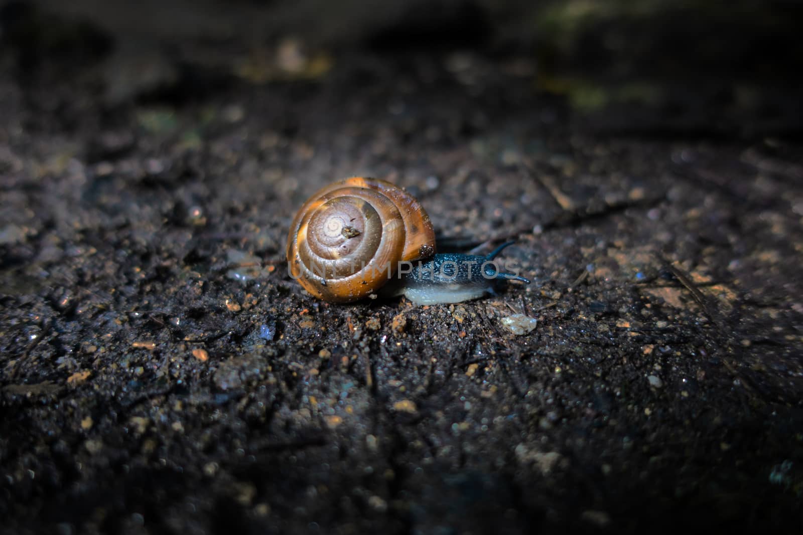 Close up of snail on dark soil by asafaric