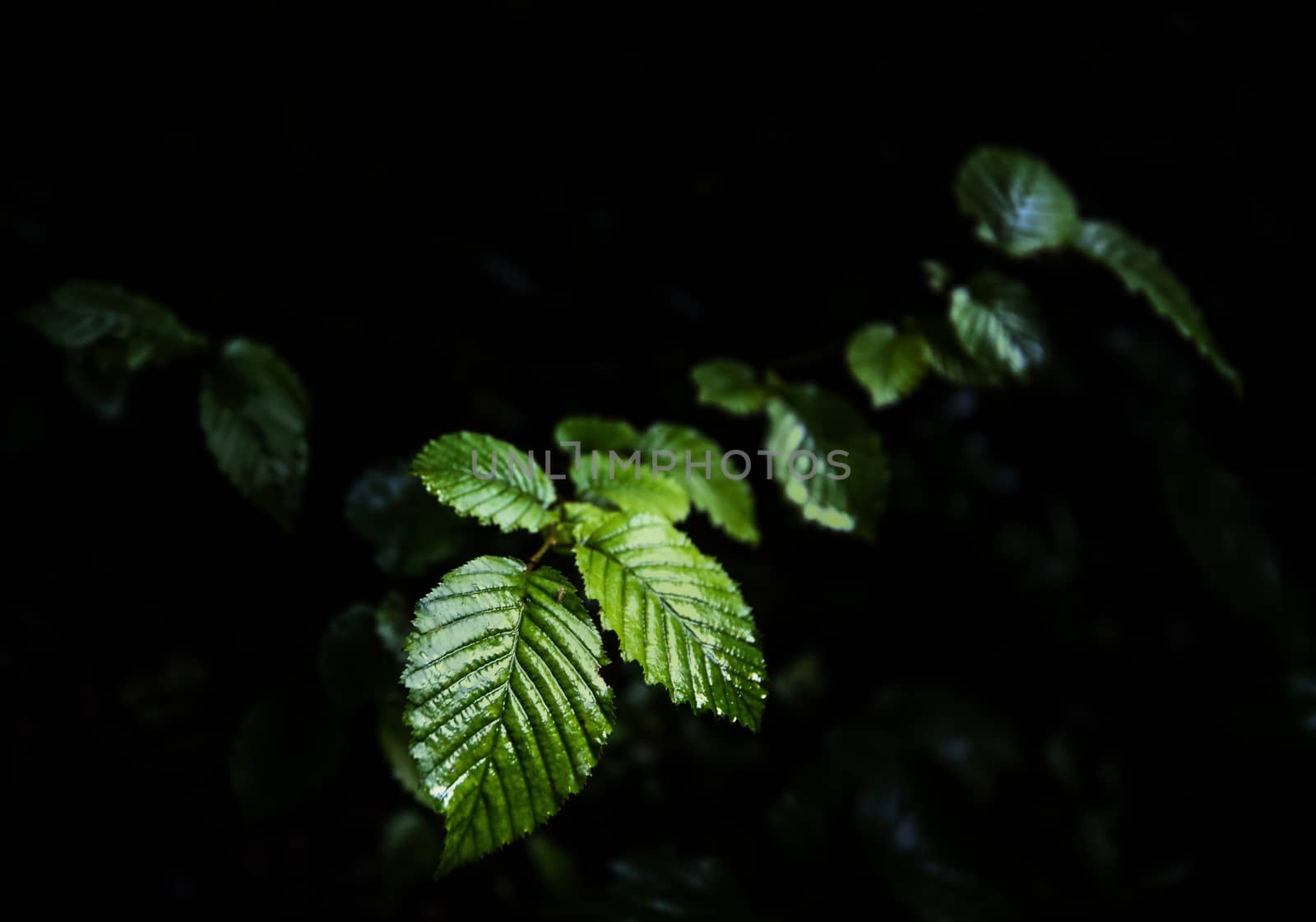 Dark green wet foliage after rain, leafs on branch, close up, selective focus, low key greenery on dark background