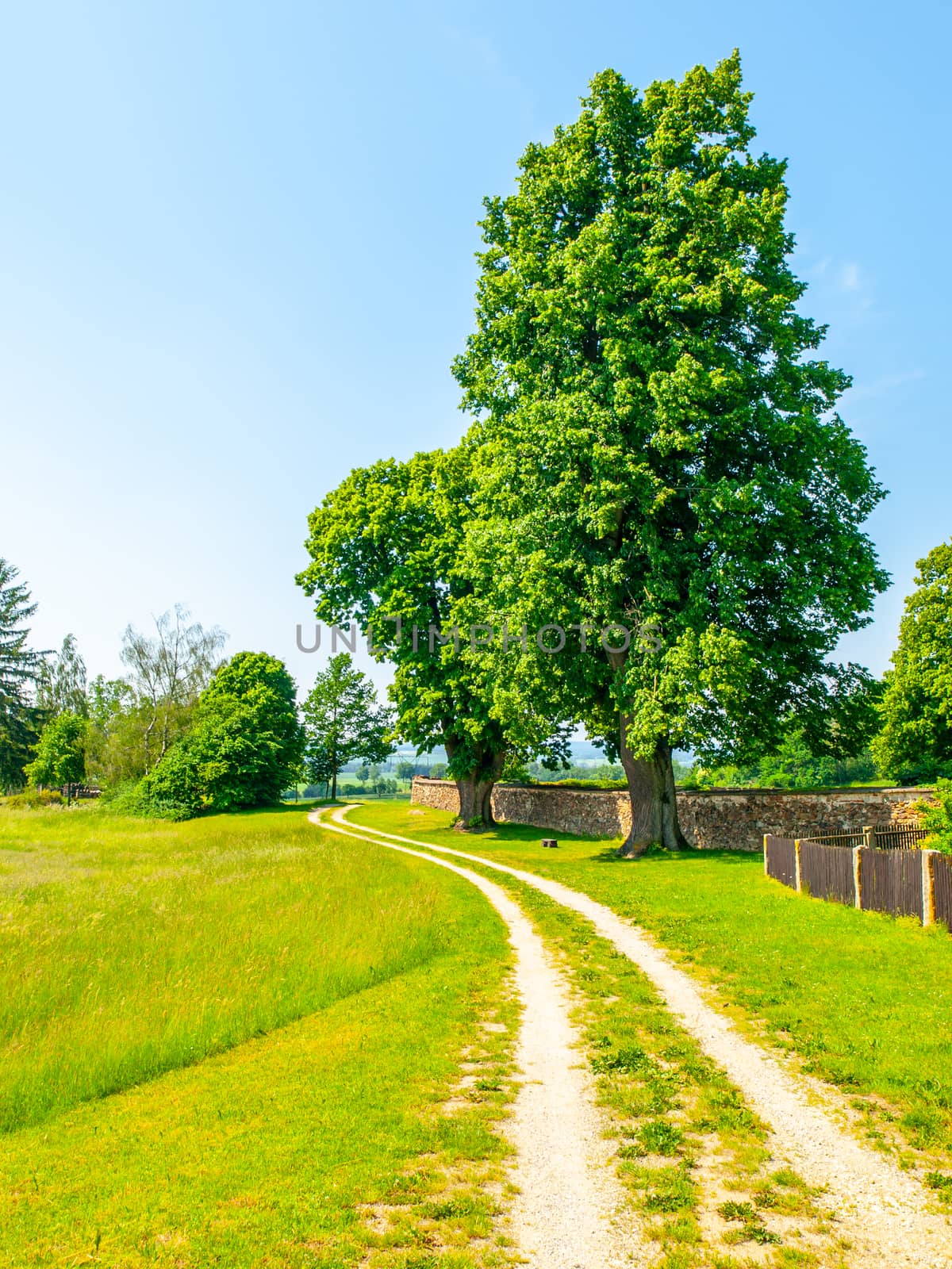 Czech rural landscape. Green leafy tree beside country road. Idyllic place to have a rest.