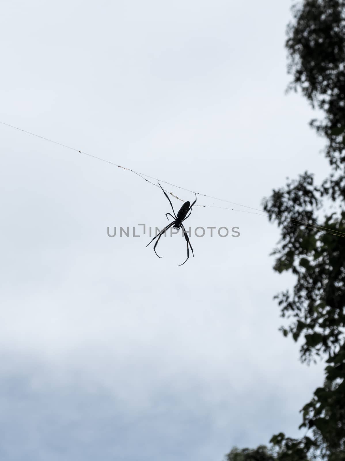 Spider in iguazu falls rain forest, argentina