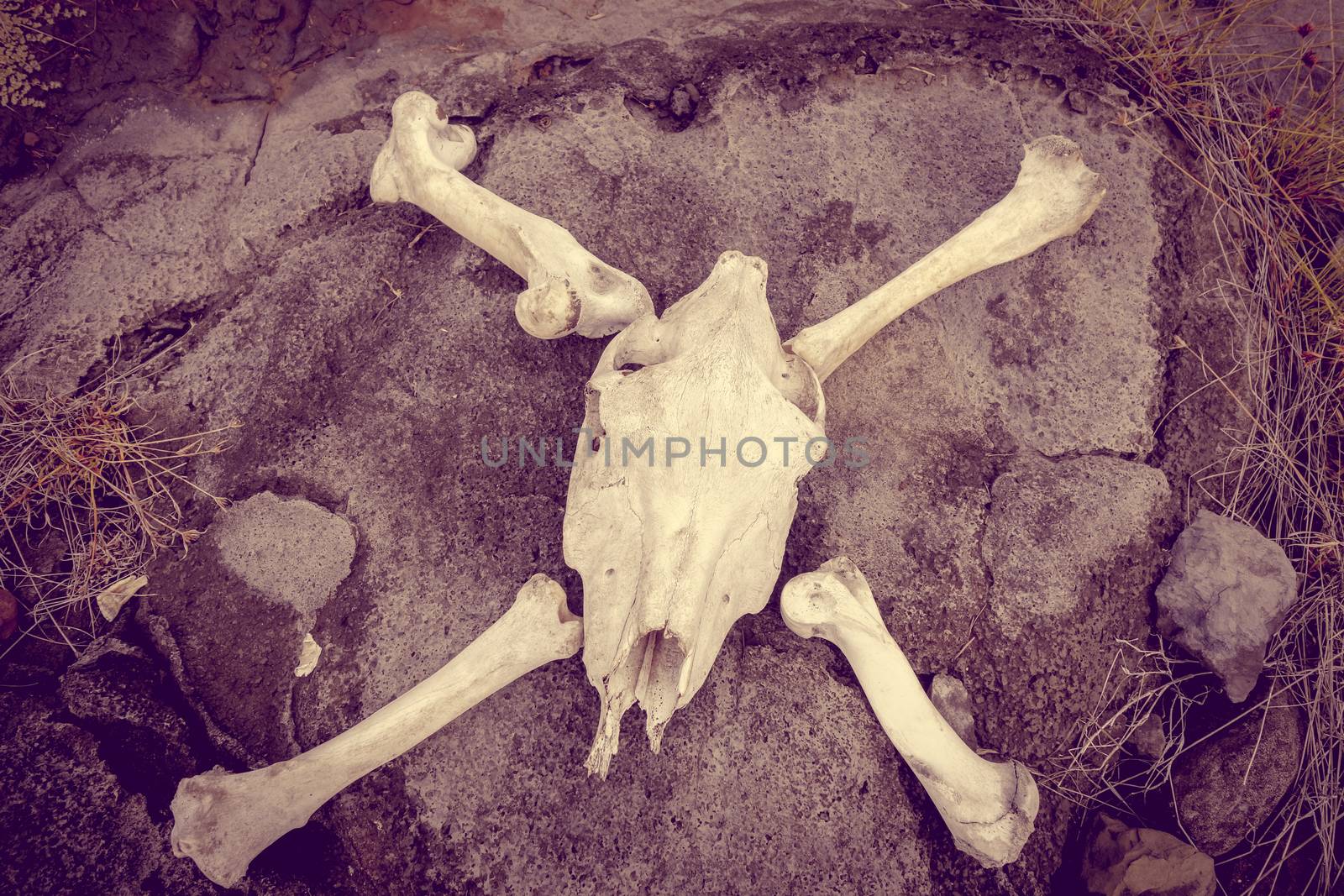 Horse skull and bones on easter island