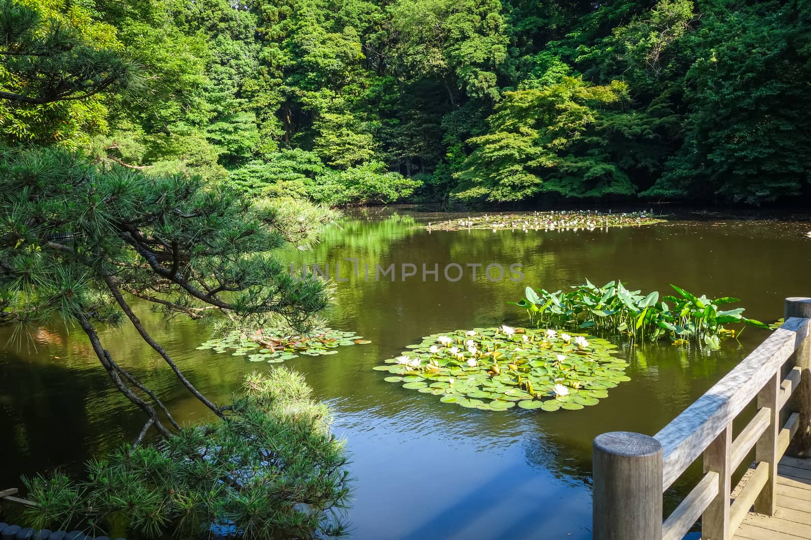 Nenuphars on Meiji jingu garden pond, Yoyogi park, Tokyo, Japan