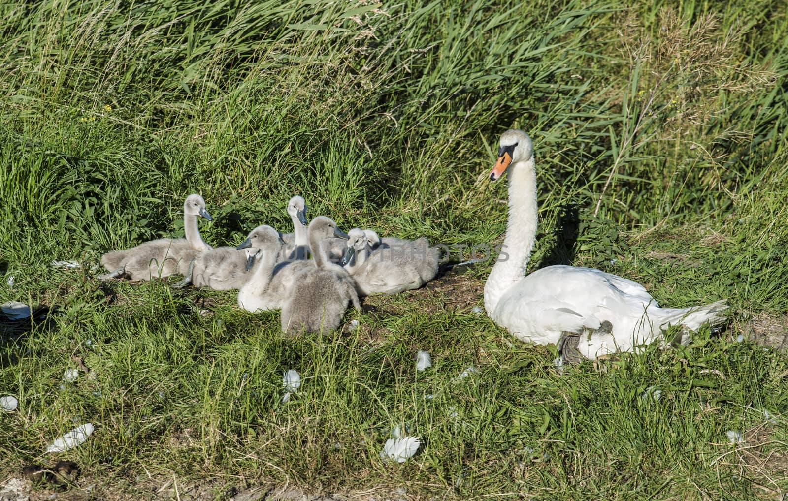mother swan with young swans by compuinfoto