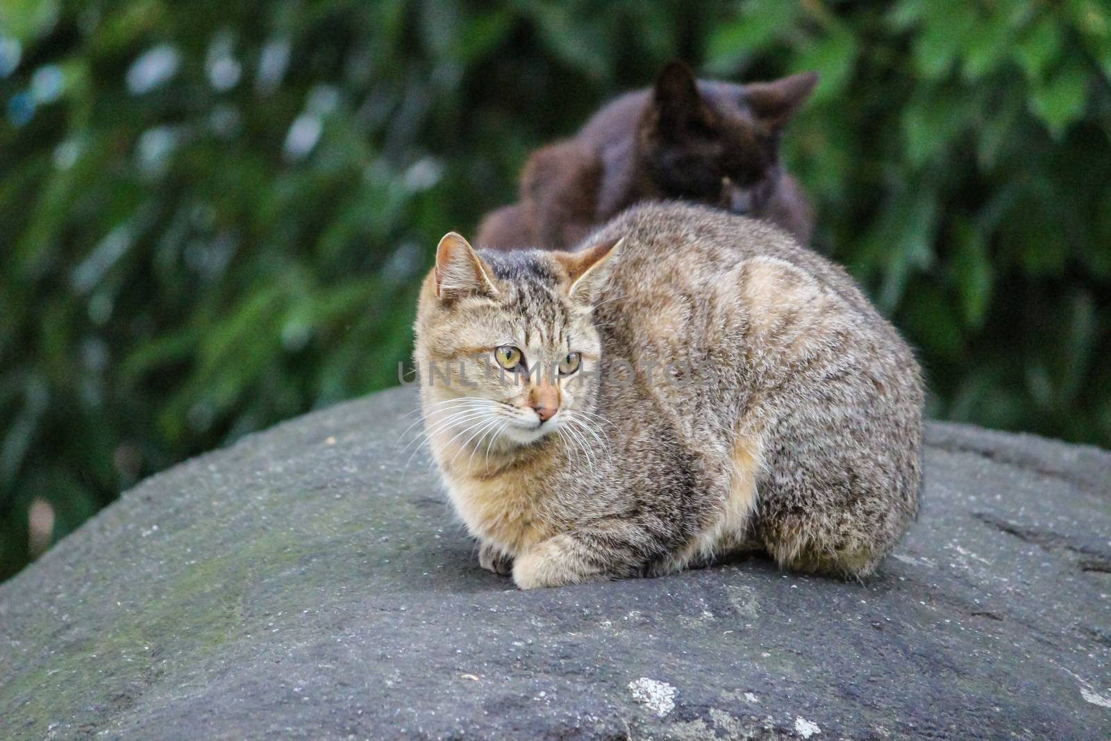 Brown striped cat sitting on the rock