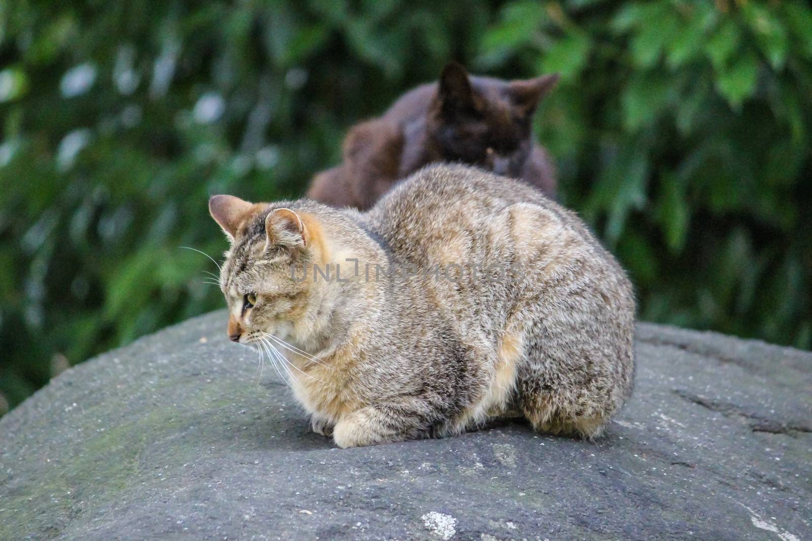 Brown striped cat sitting on the rock