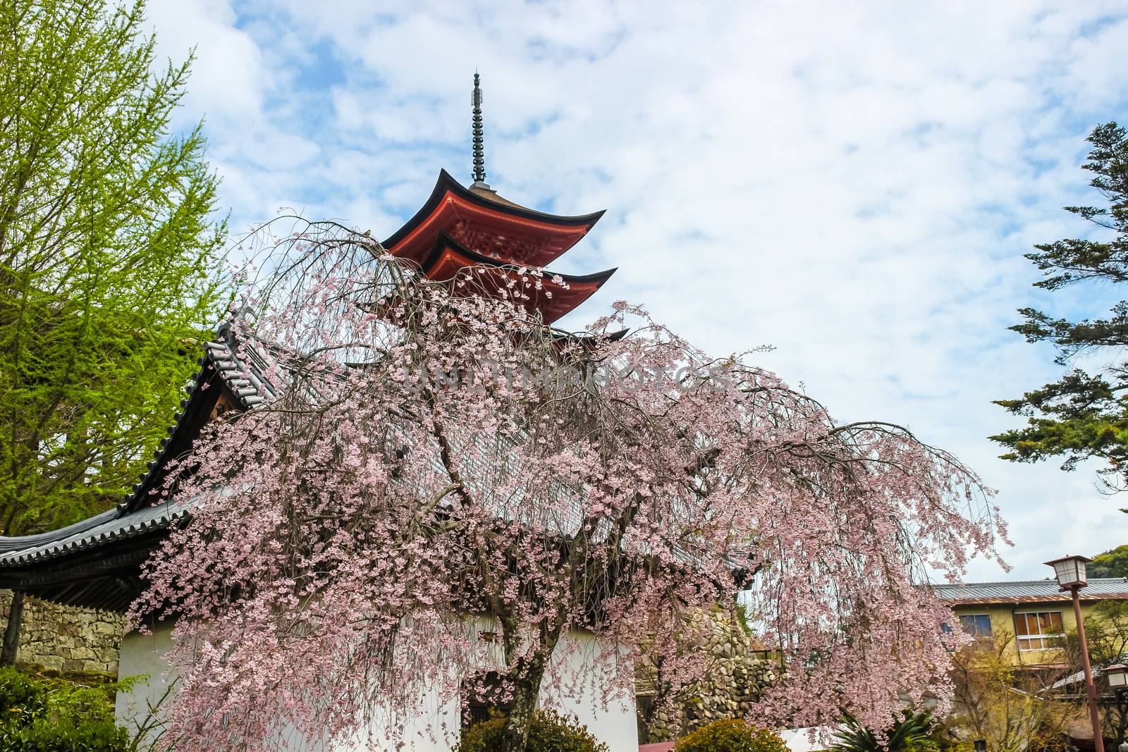 pink sakura, cherry blossom tree with Japanese temple by simpleBE