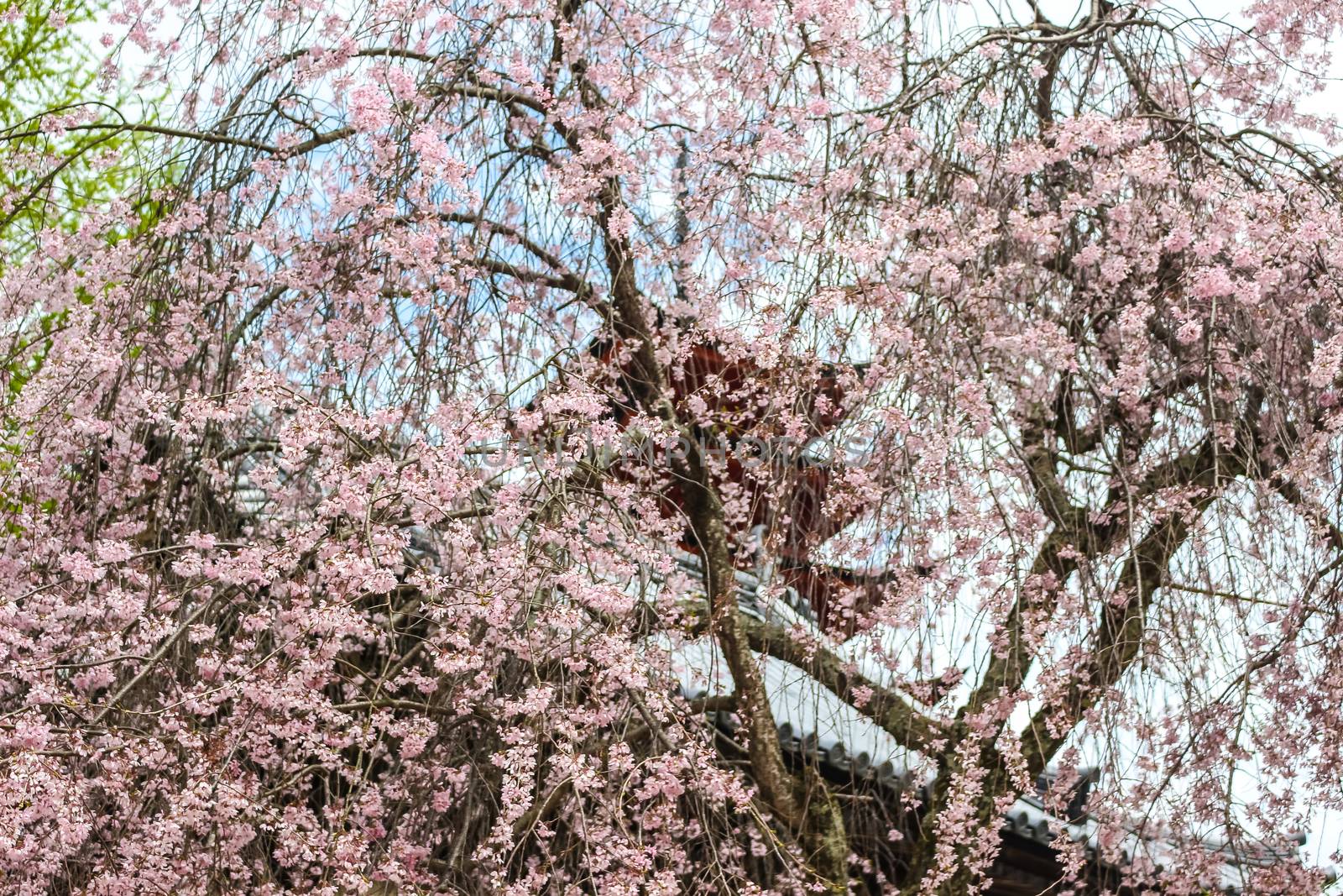 Beautiful pink sakura, cherry blossom tree with Japanese temple in background in Miyajima island, Hiroshima, Japan