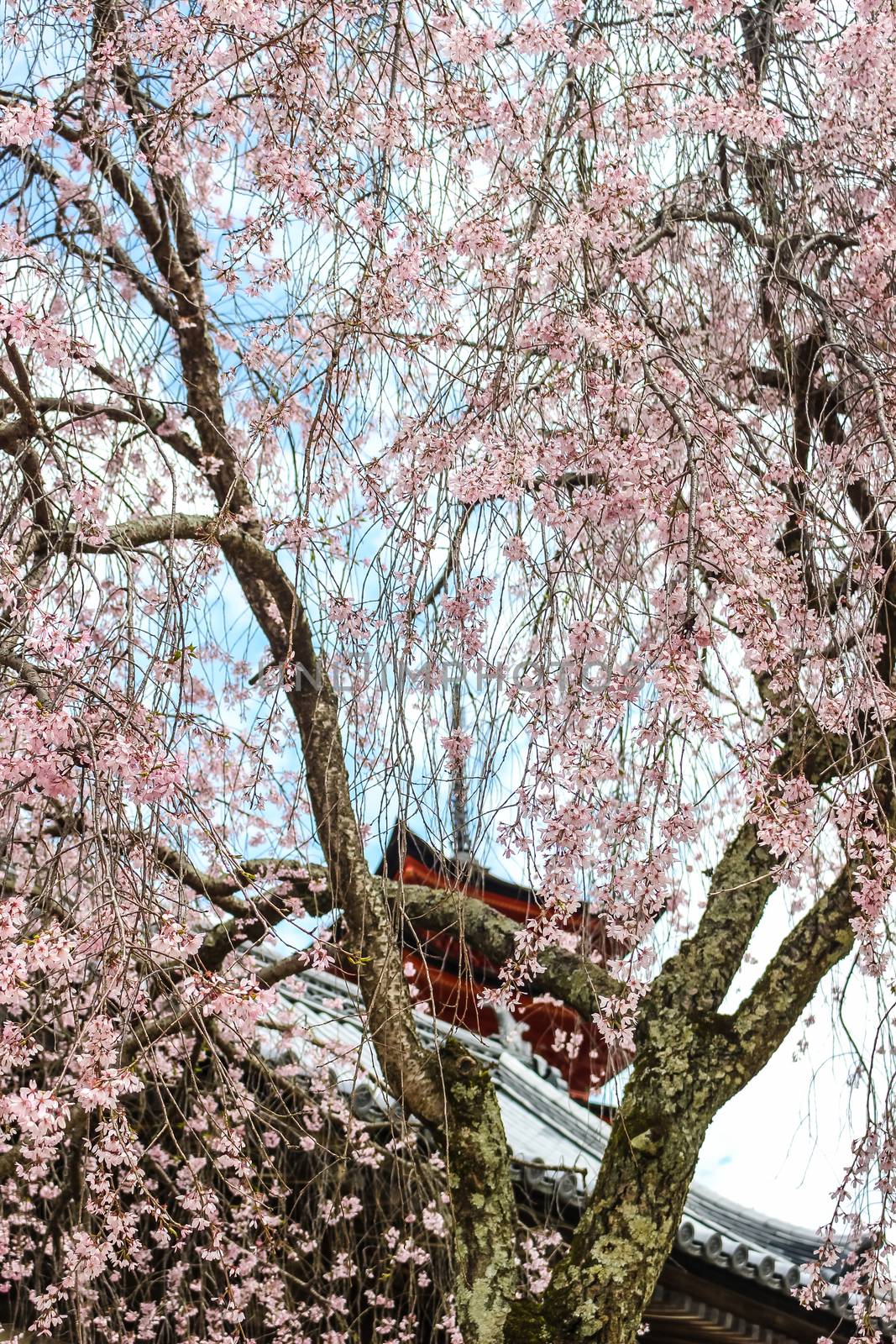 pink sakura, cherry blossom tree with Japanese temple by simpleBE
