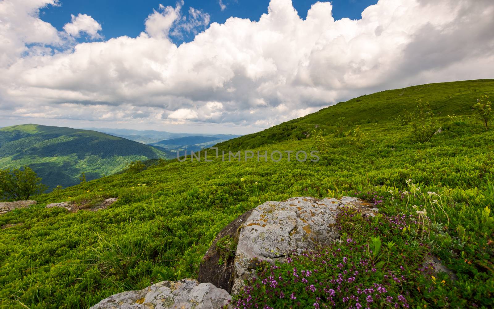 wild herbs among the rocks in summer mountains by Pellinni