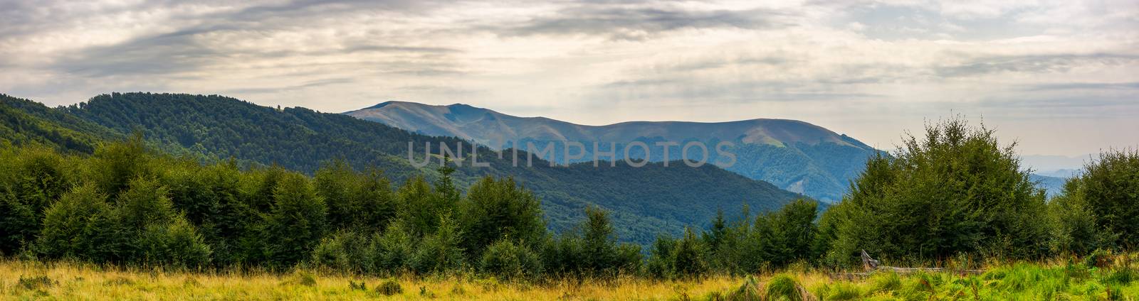 panorama of Carpathian mountains in summer. beautiful landscape with forested hills and Apetska mountain in the distance. 
