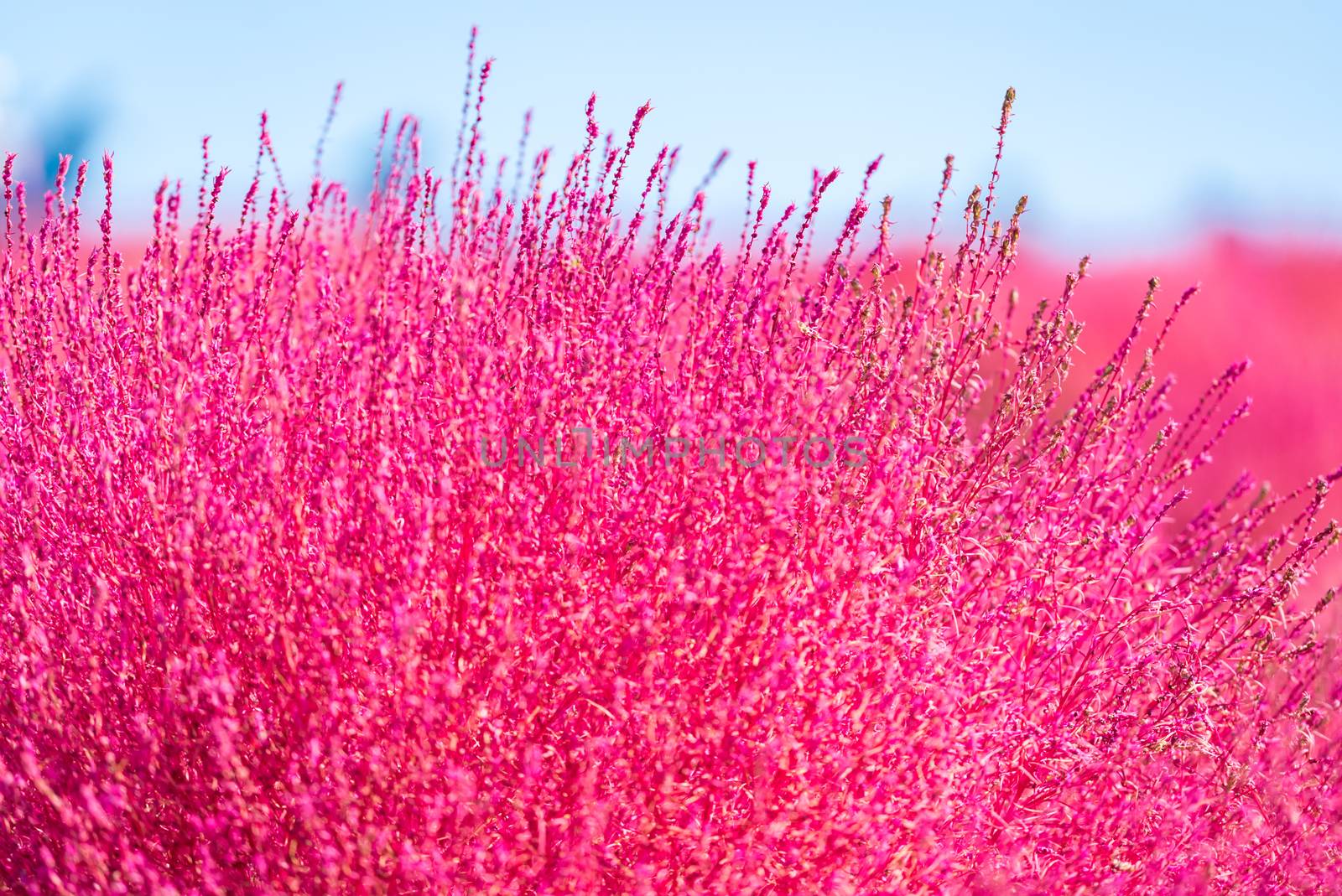 Kochia and cosmos bush with hill landscape Mountain,at Hitachi Seaside Park in autumn with blue sky at Ibaraki, Japan
