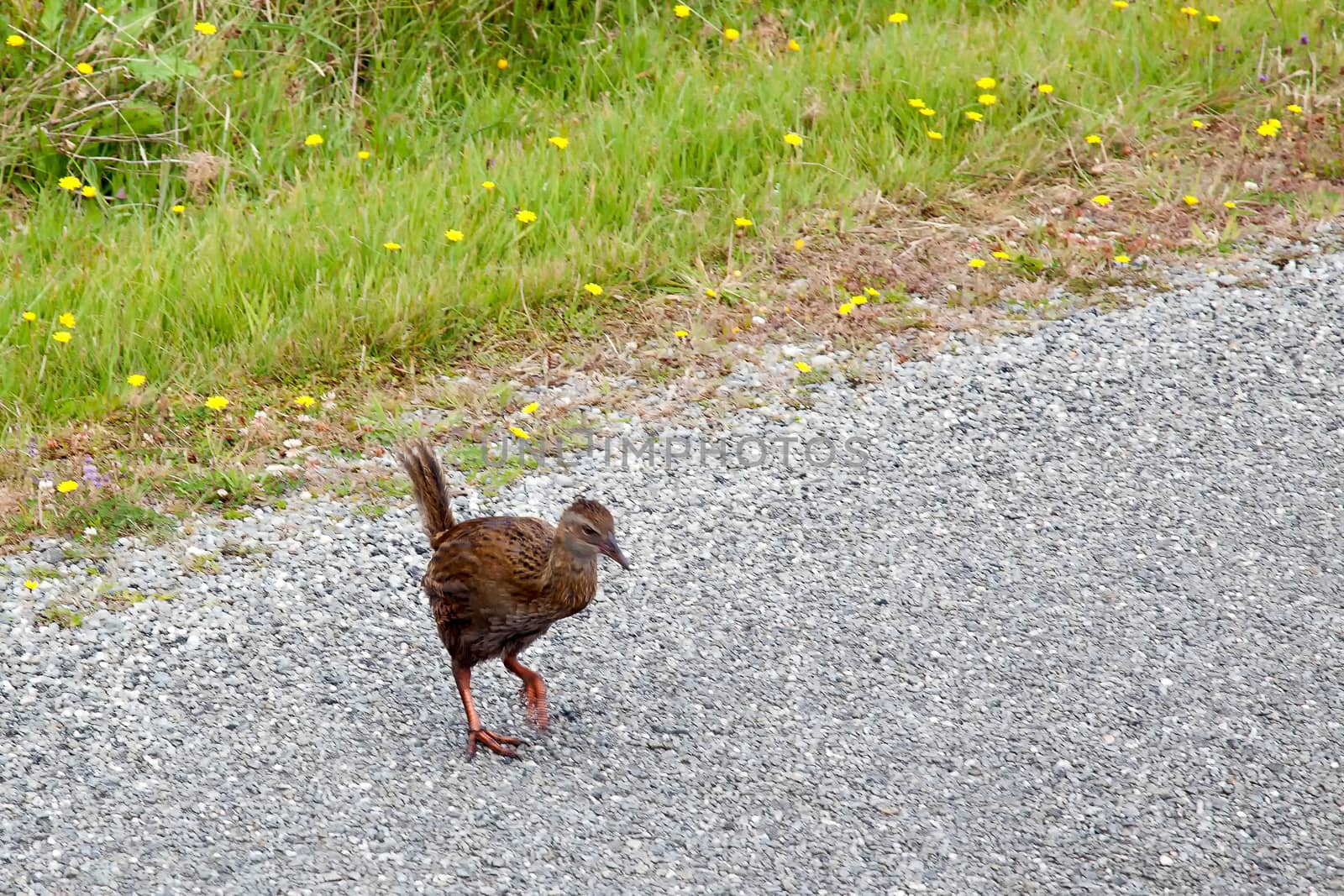 Weka (Gallirallus australis)