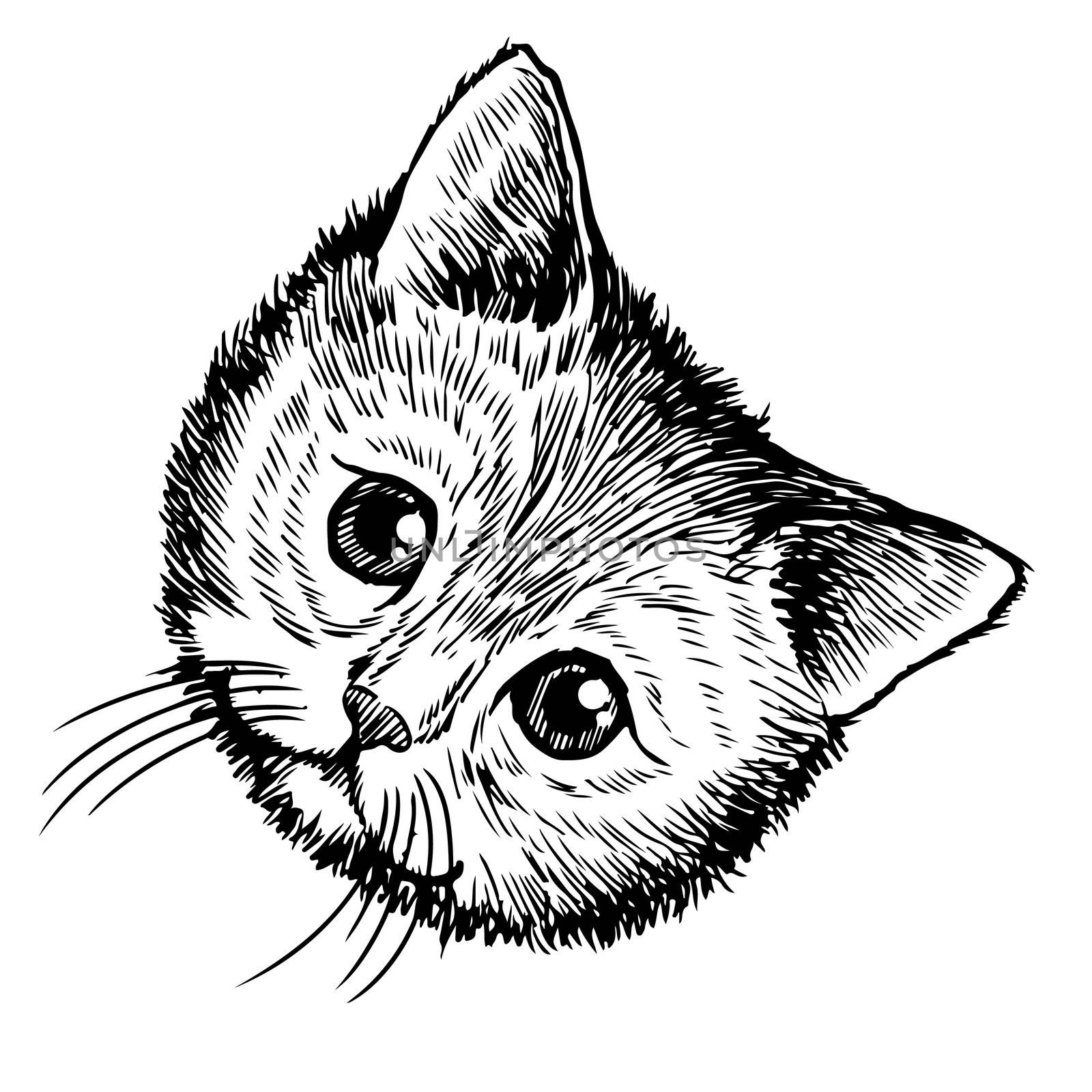 freehand sketch illustration of little cat, kitten, doodle hand drawn