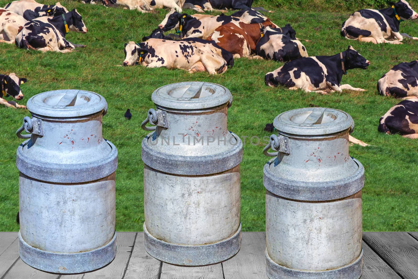 Cows of a dairy grazing on fields of a farm in the foreground 3 milk churns.