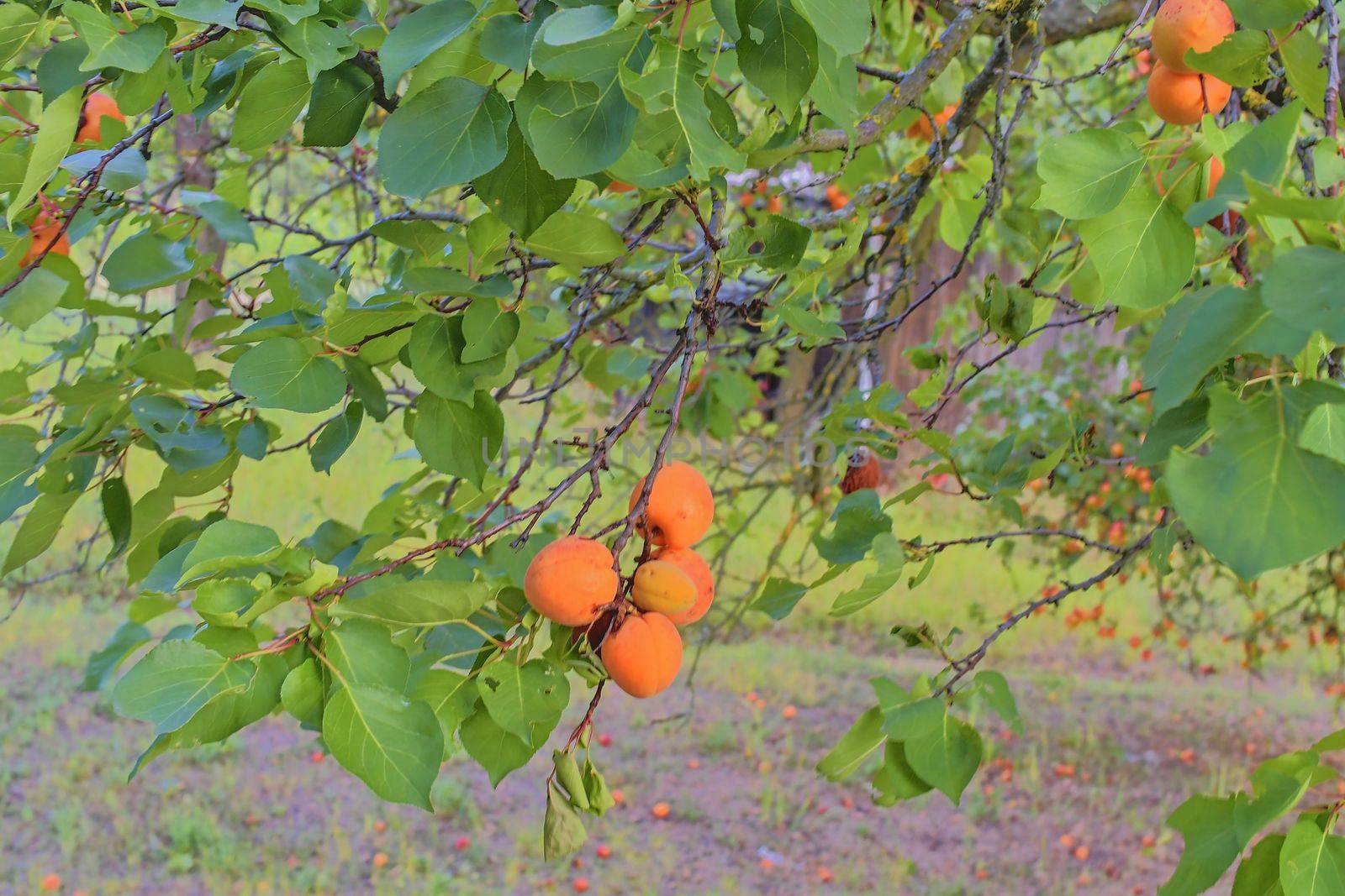 Apricots on apricot tree. Summer fruits.  Ripe apricotson a tree branch. 