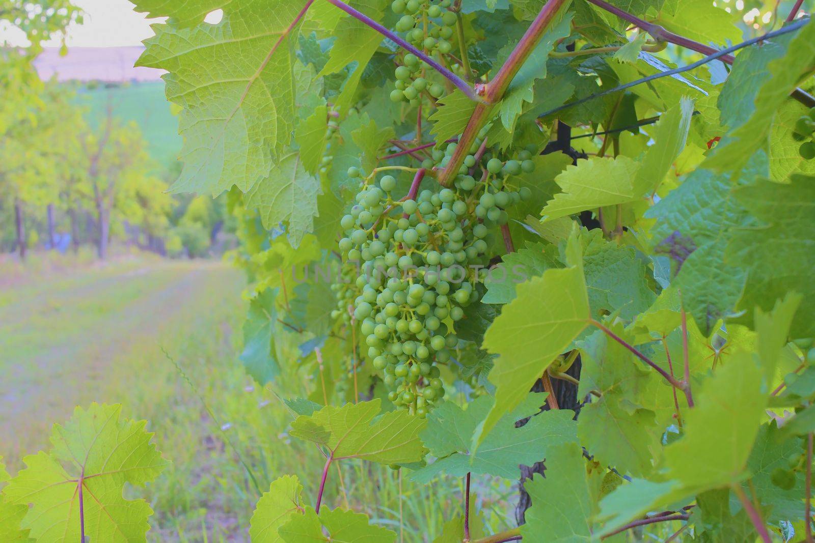 Vineyard. Rows of vineyard at South Moriavia, Czch Republic. 