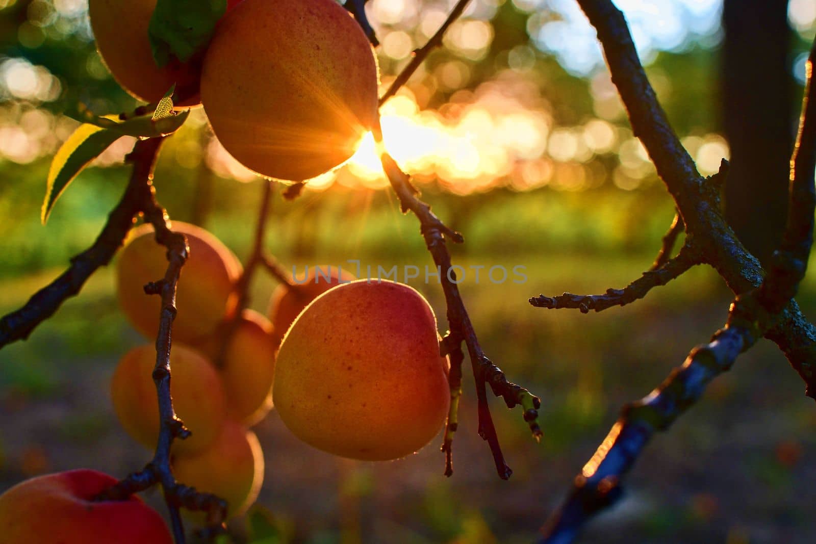 Bright beautiful juicy ripe orange apricots.  The concept of the summer harvest, canning. Apricot day. Sunset and apricots.  