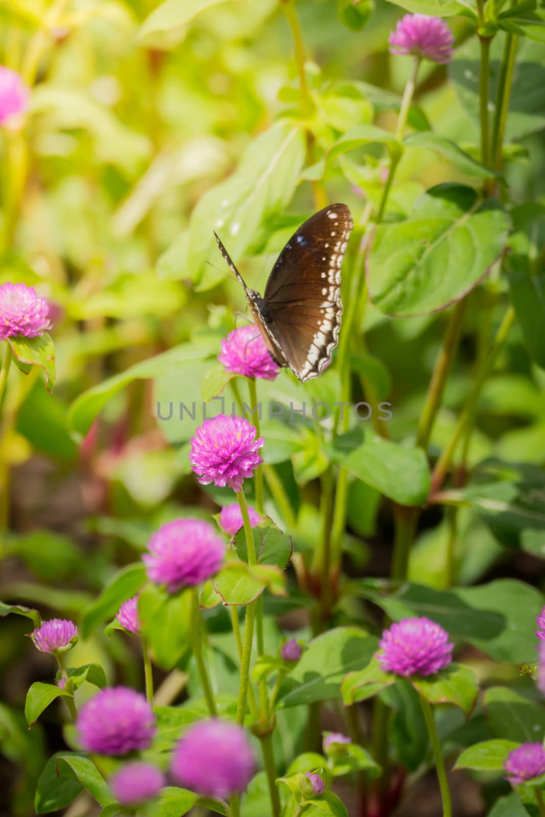 The background image of the colorful flowers by teerawit