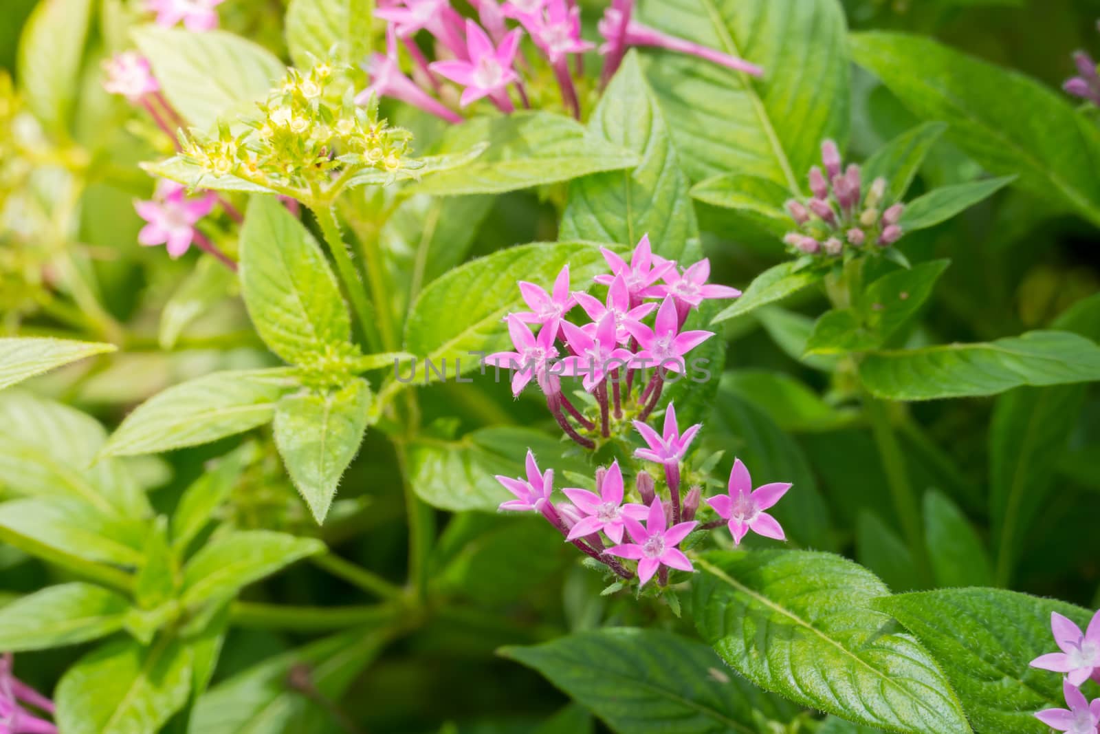 The background image of the colorful flowers by teerawit