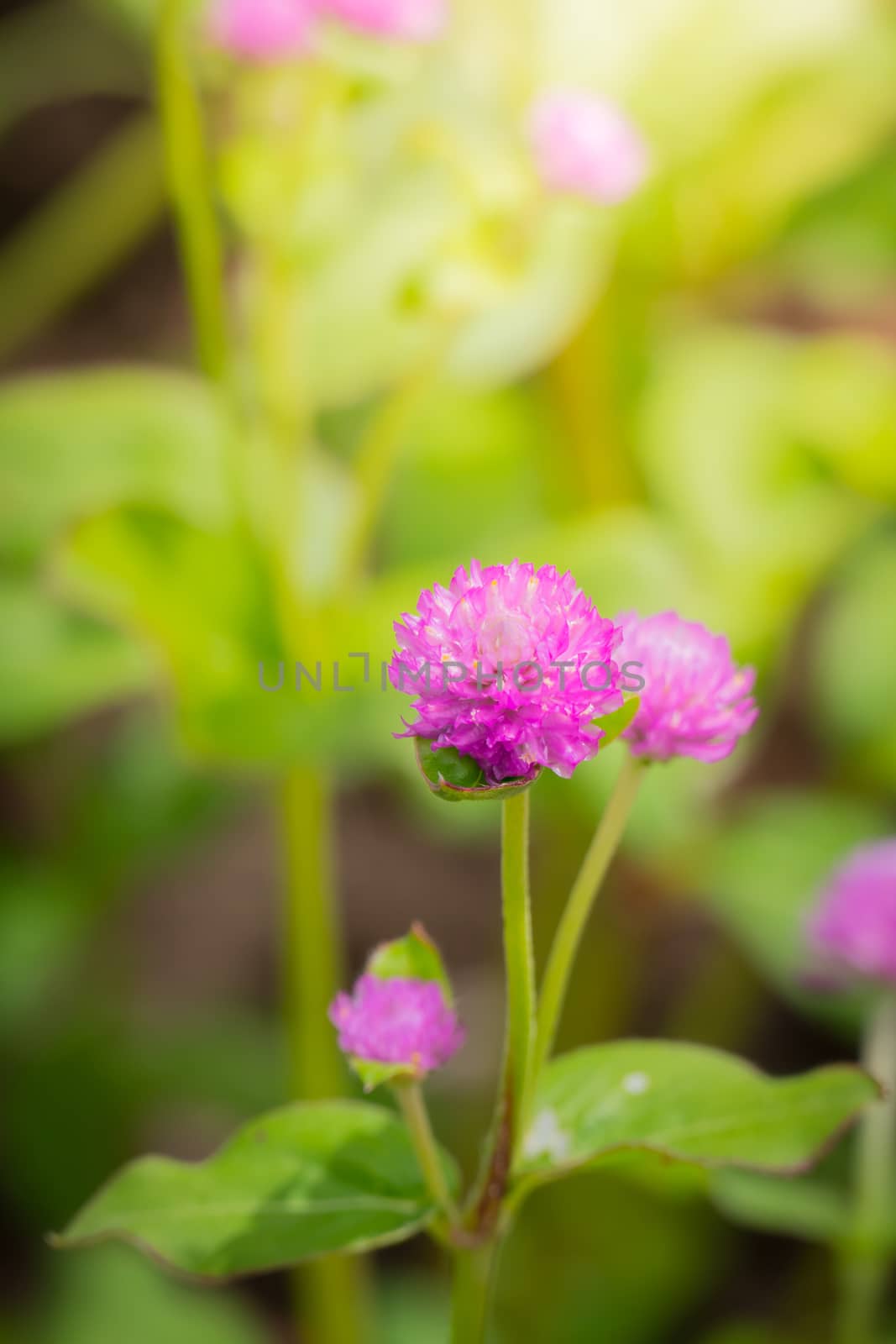 The background image of the colorful flowers by teerawit