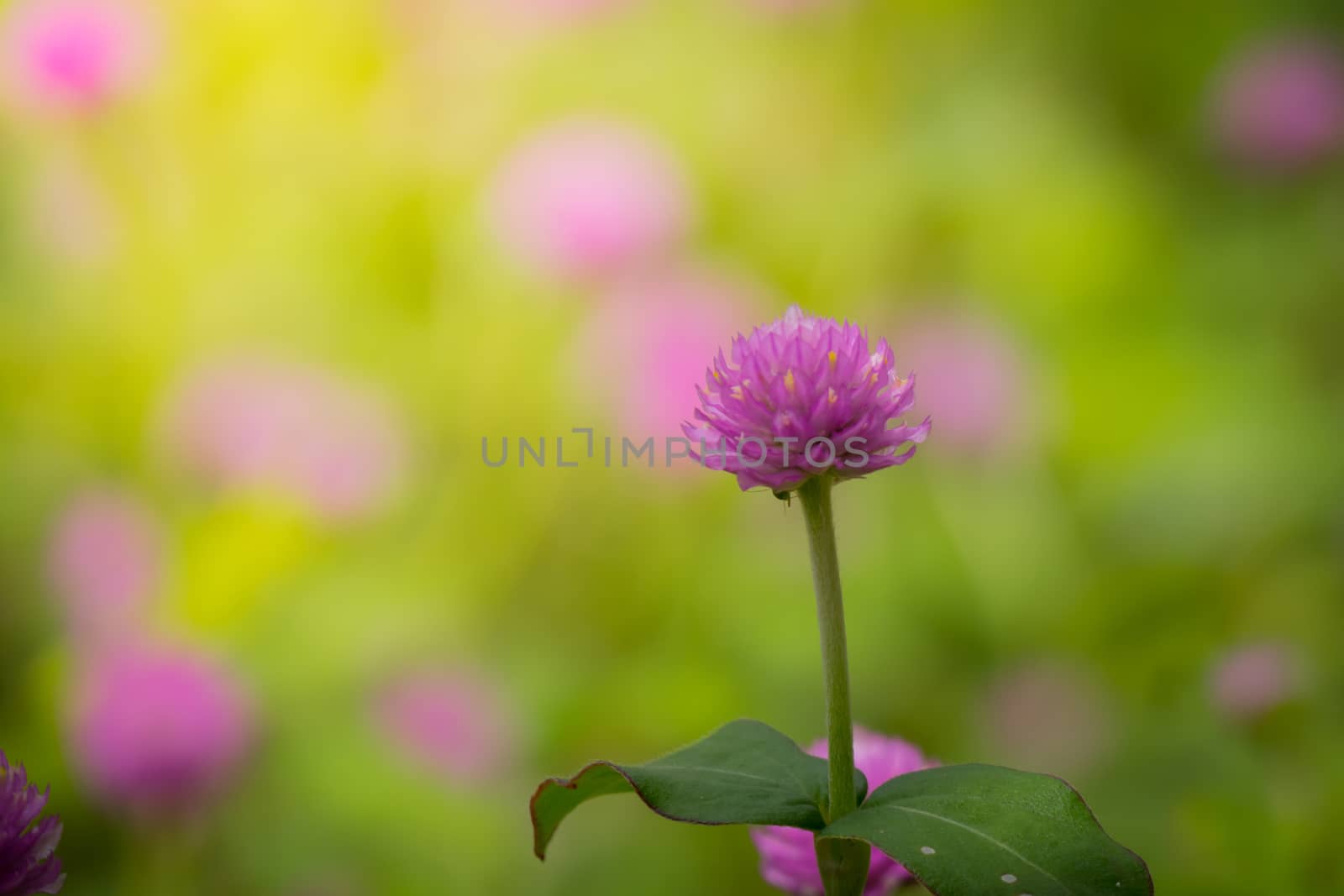 The background image of the colorful flowers by teerawit