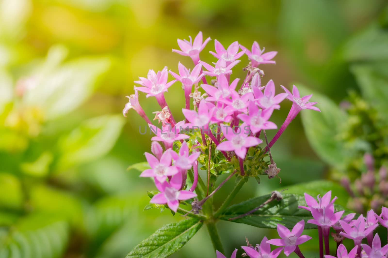 The background image of the colorful flowers by teerawit