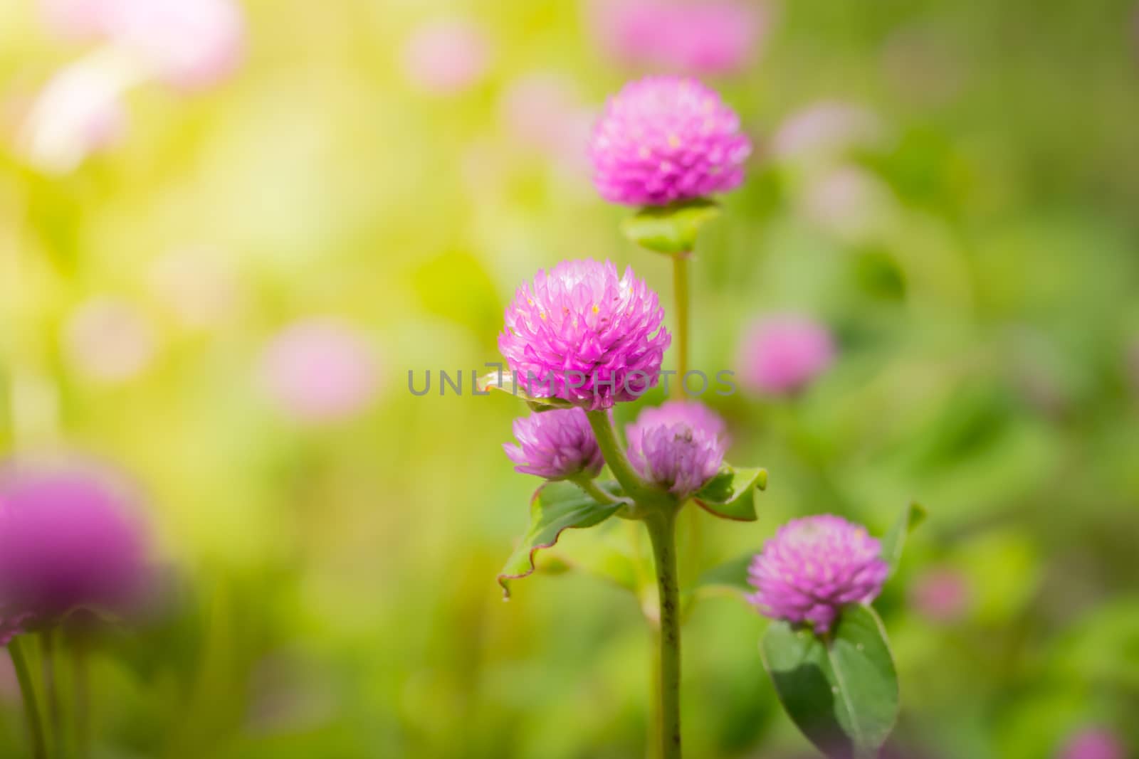 The background image of the colorful flowers, background nature