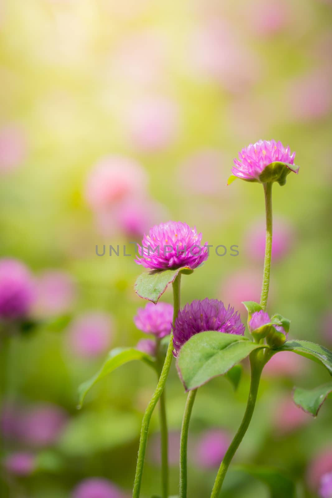 The background image of the colorful flowers by teerawit