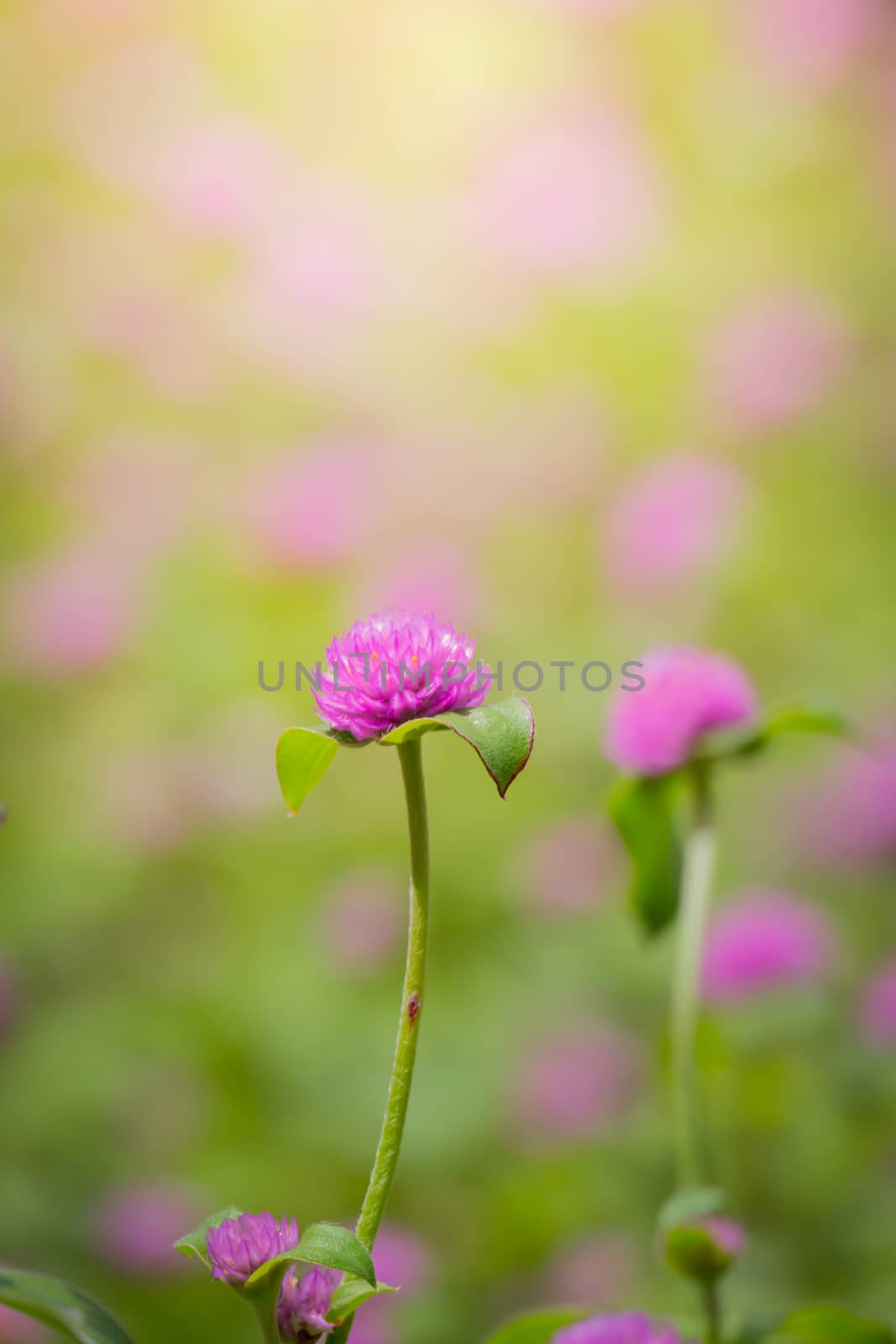 The background image of the colorful flowers by teerawit