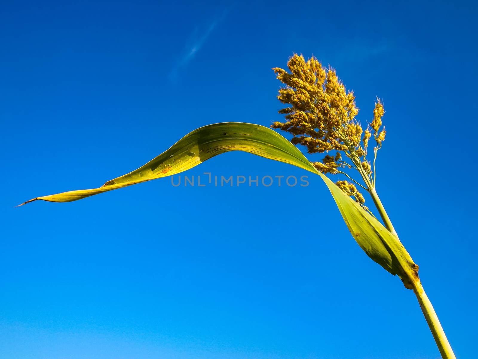 Close up Sorghum or Millet an important cereal crop agent blue sky