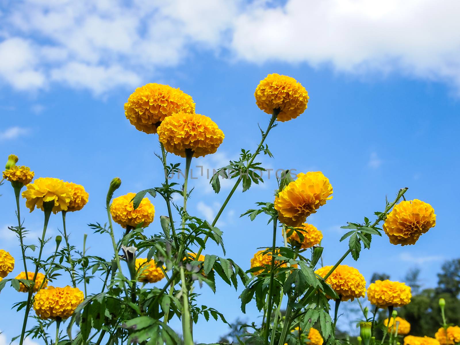 Marigold flowers in the meadow in the sunlight with nature landscape and blue sky