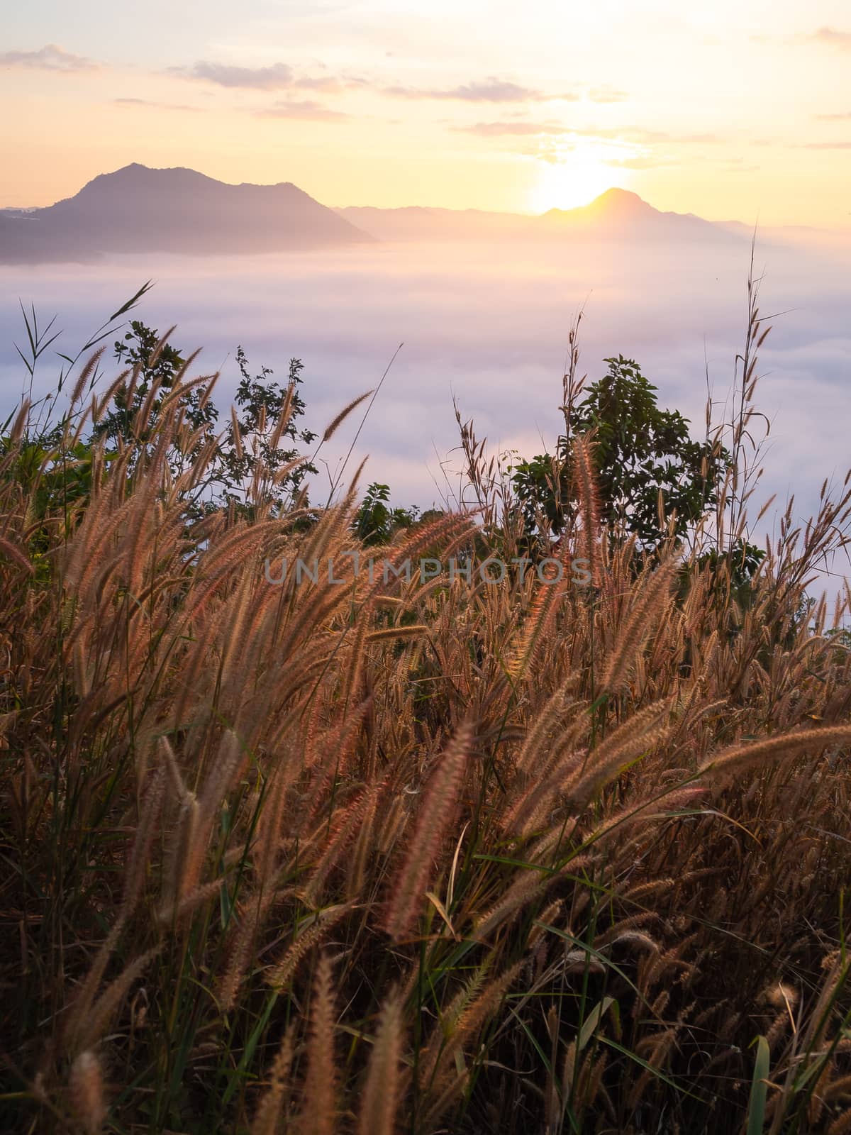 Beautiful landscape of sea of fog on Phu Thok Mountain at Chiang Khan ,Loei Province in Thailand. Sunrise in the morning.